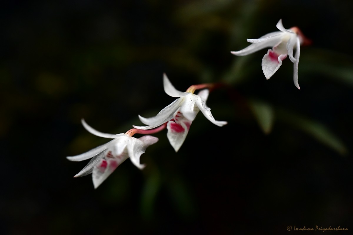 Dendrobium panduratum subsp. panduratum Lindl.